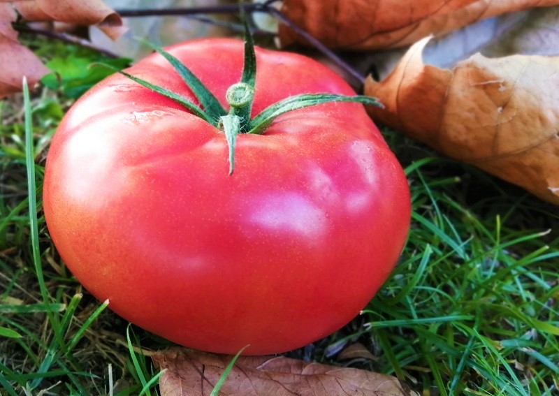 Tomate de Cantabria