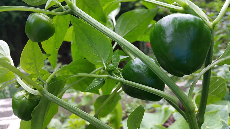 Planta cultivo pimientos