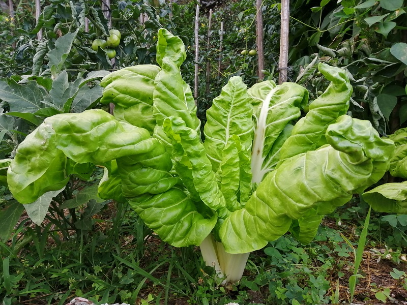 Acelga
