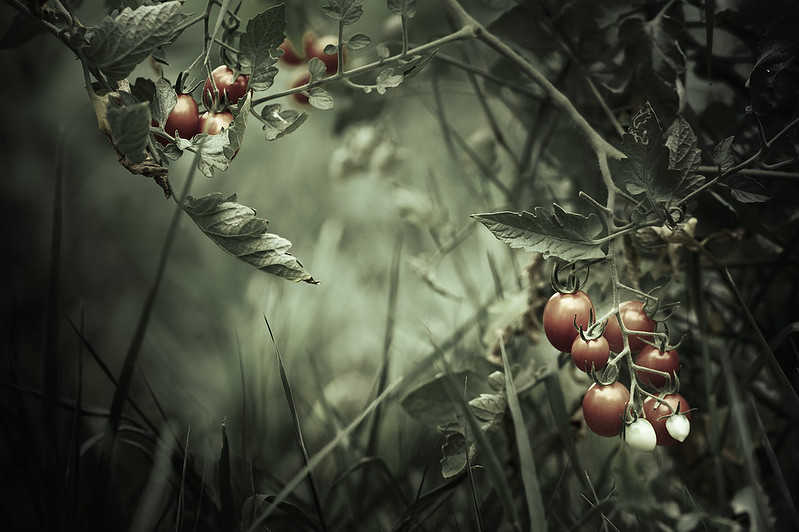 Imagen artística de tomate cherry