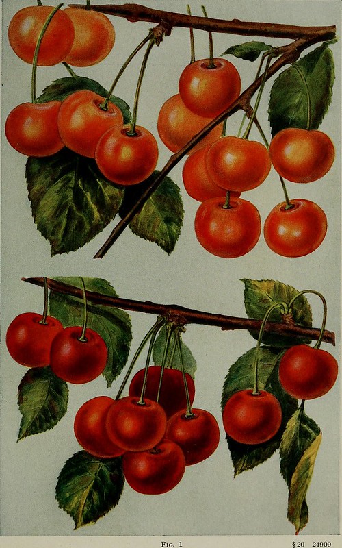 Cherry origen