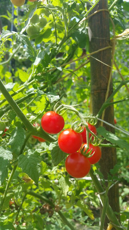 Racimo cherry