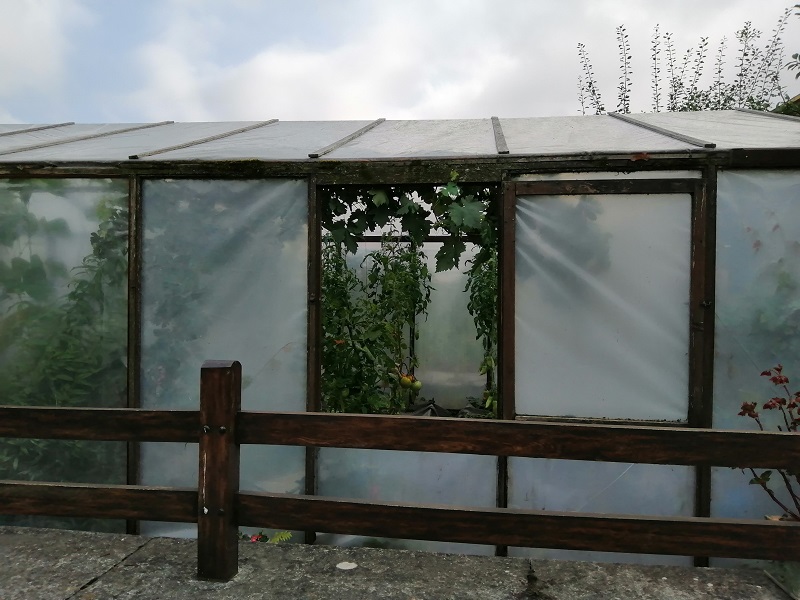 Invernadero con tomates de Cantabria