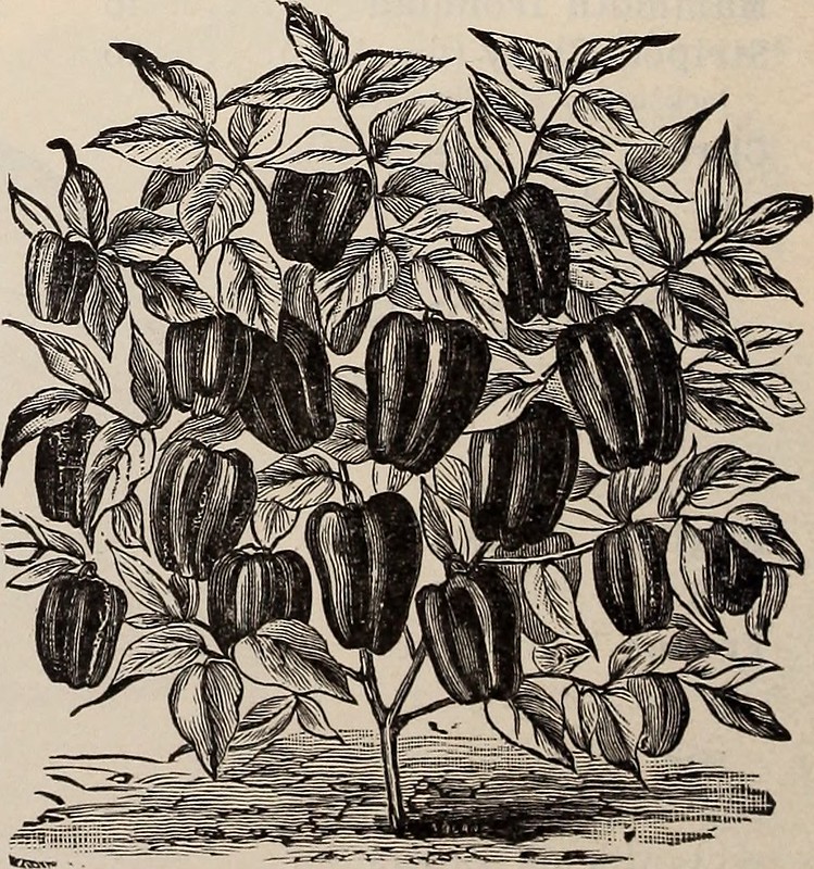 Dibujo planta pimientos Planta pimientos
