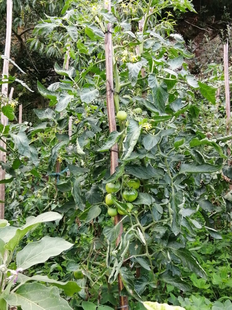 Tomatera entutorada