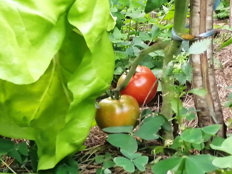 Tomates a punto