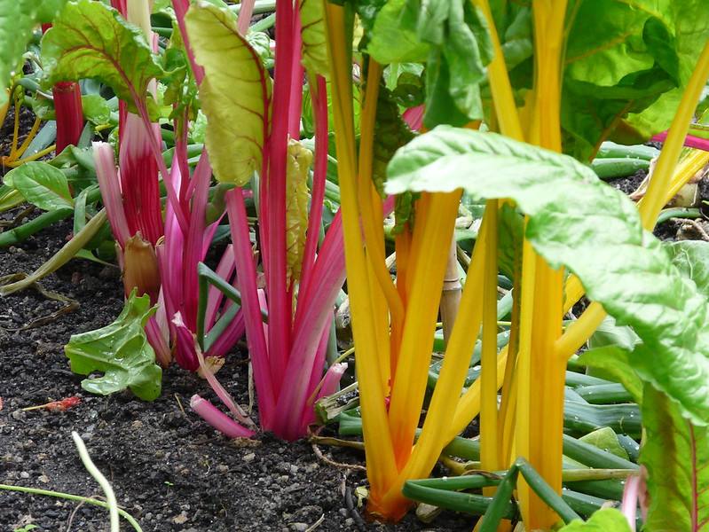 Acelgas de colores plantadas